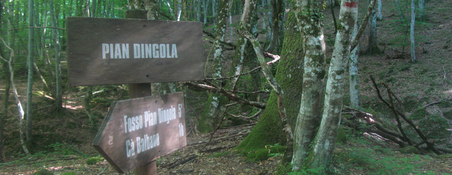 Bosco di Tecchie Sentiero del Faggio - immagine 4 (Pian Dingola)